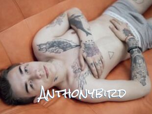 Anthonybird