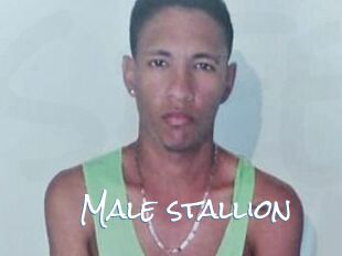Male_stallion